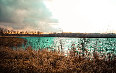 green grass near body of water during daytime thumbnail