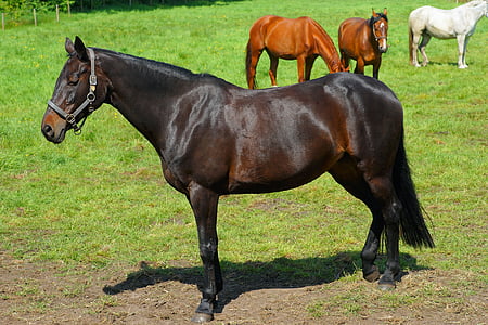 brown horse near orange horses on field thumbnail