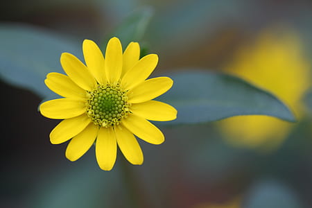 yellow single-petaled dahlia selective-focus photo thumbnail