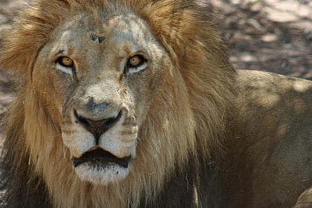 brown lion thumbnail