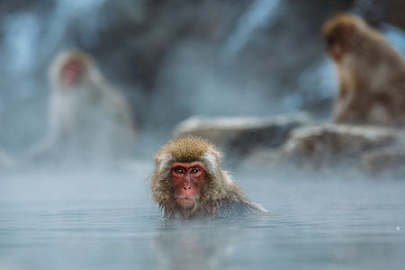 selective photography of red-faced monkey on body of water thumbnail
