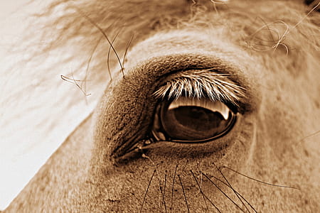 closeup photo of animal face left eye thumbnail