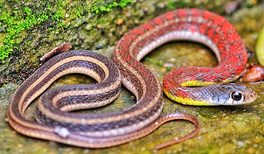 red and brown snake on grounf thumbnail