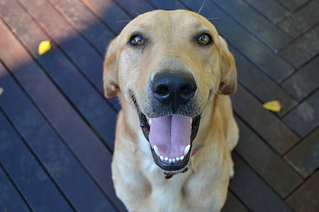 close-up photo of beige dog thumbnail
