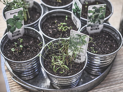 green plant on silver pot thumbnail
