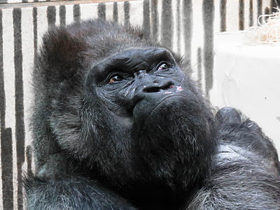silver back gorilla thumbnail