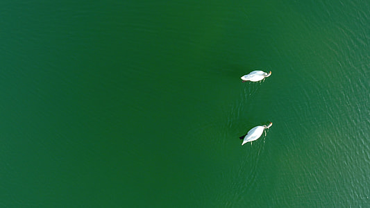 aerial photography of white ducks on body of water thumbnail
