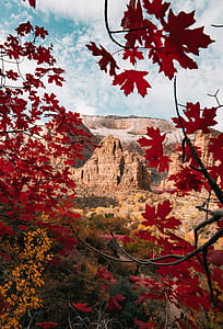 mountains view through maple tree thumbnail