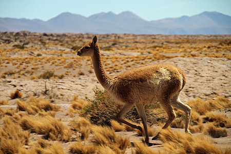 brown four-legged animal walking on grasses thumbnail