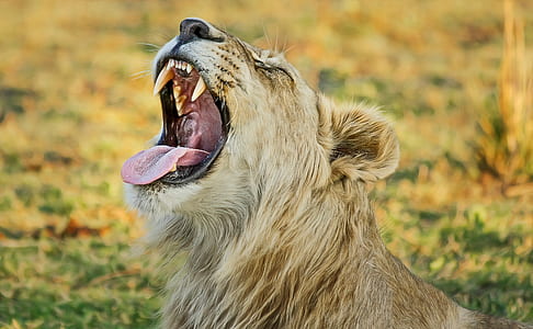 focus photography of lion cub thumbnail