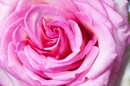 shallow focus photography of pink rose thumbnail