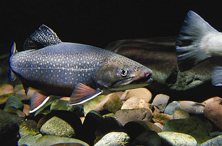 black fish thumbnail