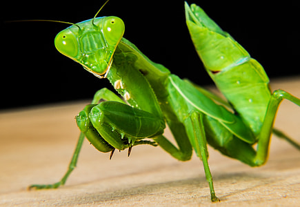 green praying mantis thumbnail