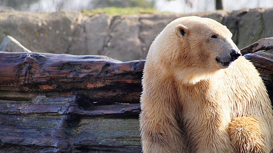 polar bear thumbnail