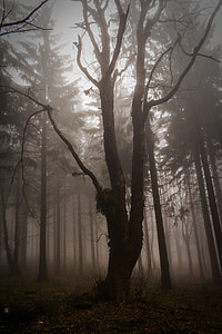 forest during daytime thumbnail