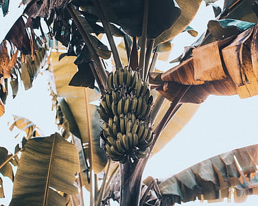 low-angle photography of banana tree thumbnail