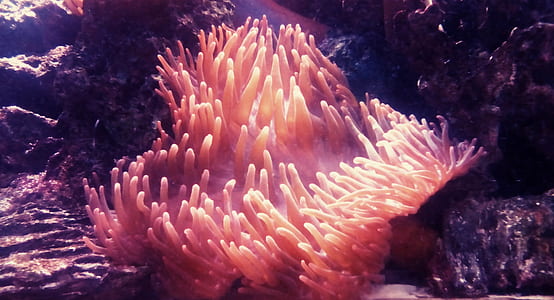 underwater photography of black and brown corals thumbnail