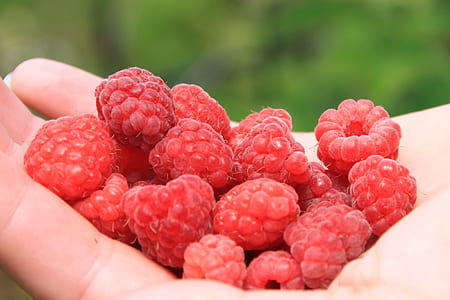 person carrying raspberries thumbnail