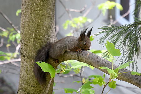 brown animal on tree branch thumbnail