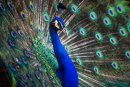 selective focus photography of blue and green peacock thumbnail