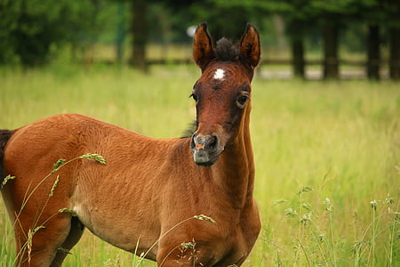 brown horse standing on grass field thumbnail