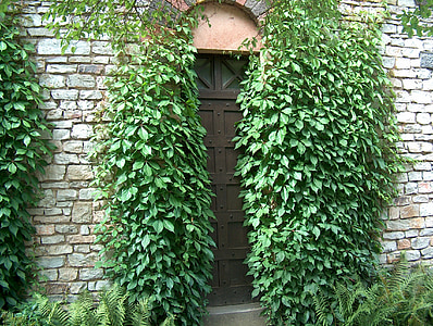 door between plants thumbnail