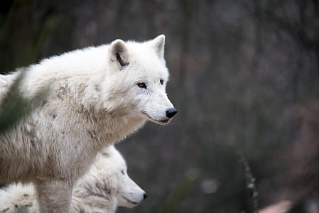closeup photo of white wolf thumbnail