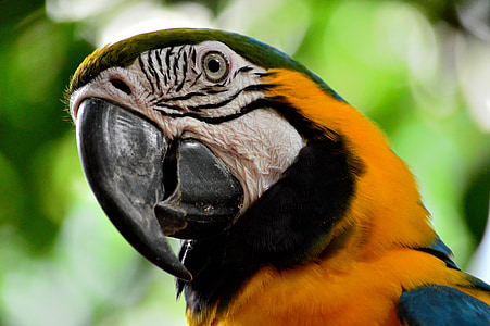 Scarlet Macaw in bokeh photography thumbnail
