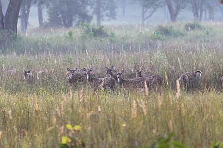 field, grass, wildlife, tree thumbnail
