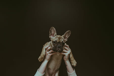person holding brown dog thumbnail