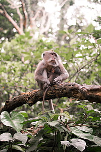 brown monkey on branch during daytime thumbnail