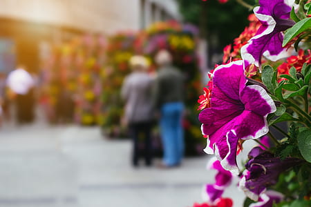selective focus photography of purple and red flowers thumbnail