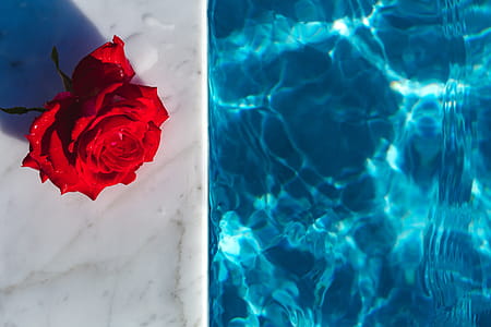 Fresh garden rose on the blue water of a swimming pool on a warm summer day thumbnail
