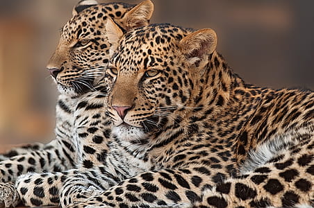 two reclining leopards thumbnail
