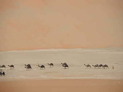 landscape photography of group of camel in desert during daytime thumbnail