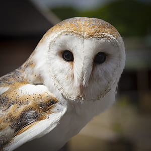 white and brown barn owl thumbnail