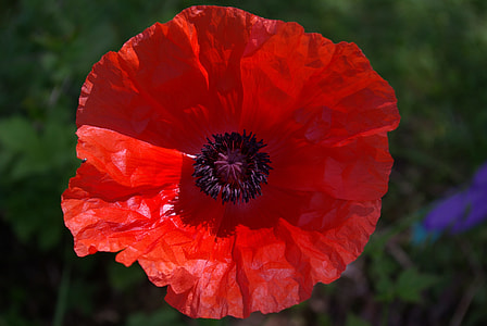 closeup photography of red poppy flower thumbnail