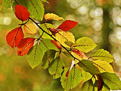 selective focus photography of green and red leaves thumbnail
