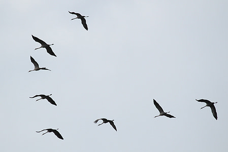 low angle photography of flock of flying geese thumbnail