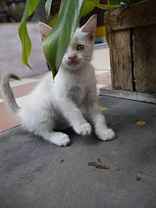 White Kitten Near Green Leaf Plant thumbnail