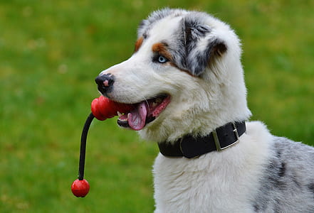 Australian shepherd biting a rope during daytime thumbnail