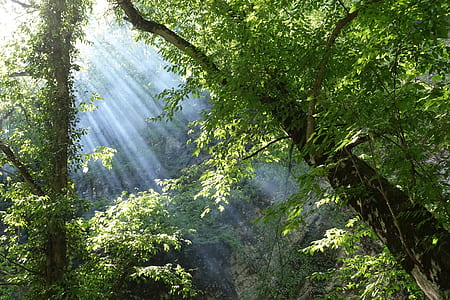 green leafed tree thumbnail