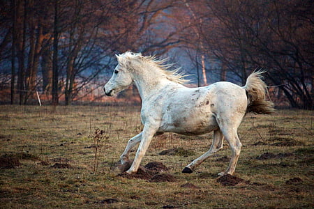 photo of white horse running thumbnail