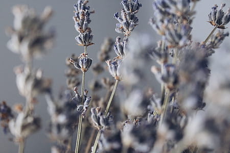 Close-up Photography of Lavender thumbnail