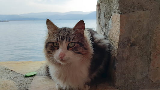 sea, water, summer, animal thumbnail