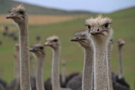 flock of ostrich thumbnail