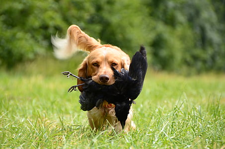 golden retriever carrying black bird while walking on grass field during daytime thumbnail