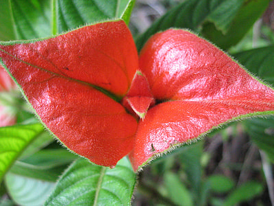 red petaled flower thumbnail