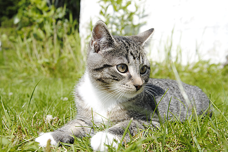silver tabby cat lying on green grass thumbnail