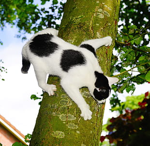 adult white and black cat on tree thumbnail